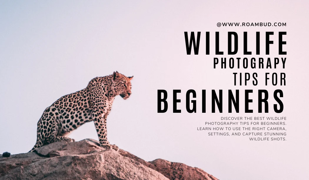 Wildlife Photography Tips for Beginners – Easy Guide to Capture Stunning Shots
